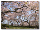 館山城址の桜
