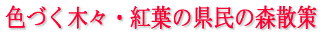 色づく木々・紅葉の県民の森散策