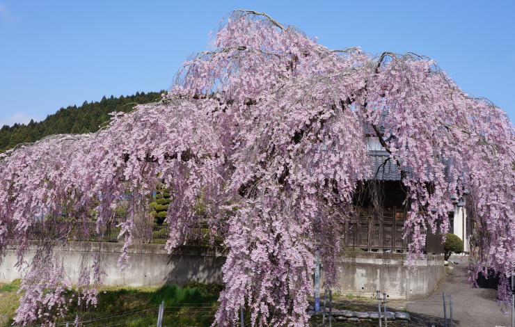 春日の枝垂れ桜　全景