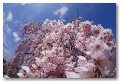 春日の枝垂れ桜　魚眼レンズによる撮影で一味違った桜に
