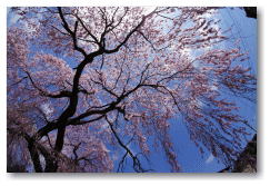 春日の枝垂れ桜 魚眼レンズによる撮影で一味違った桜に