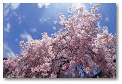 春日の枝垂れ桜 魚眼レンズによる撮影で一味違った桜に