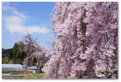 春日の枝垂れ桜 鈴なりとはまさにこのこと、綺麗に咲き誇っています</FONT>