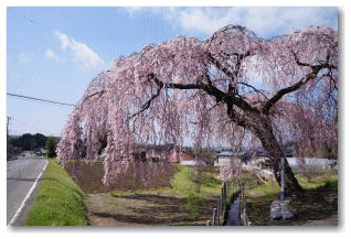 春日の枝垂れ桜 利府街道側からの風景</FONT>