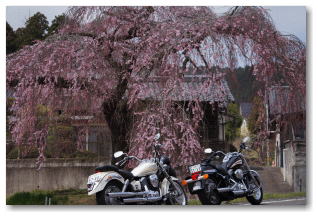 春日の枝垂れ桜　ツーリングのカップルも桜を眺めながら一休み</FONT>