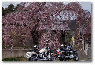 春日の枝垂れ桜 ツーリングのカップルも桜を眺めながら一休み</FONT>