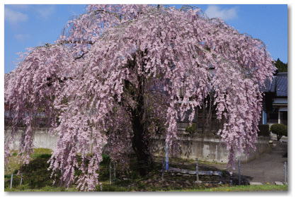 春日の枝垂れ桜 張り出した枝は、まるで腕を広げたように見える</FONT>