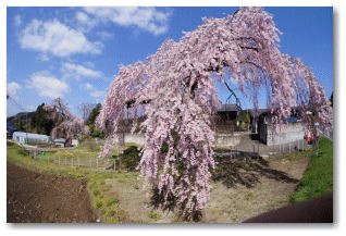 春日の枝垂れ桜 地面につきそうんくらい花をつけます</FONT>