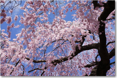 春日の枝垂れ桜　やはり桜には青空が似合います　