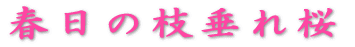 春日の枝垂れ桜