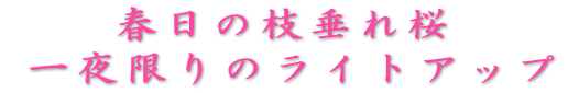 春日の枝垂れ桜 一夜限りのライトアップ