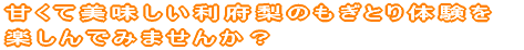 甘くて美味しい利府梨のもぎとり体験を 楽しんでみませんか?